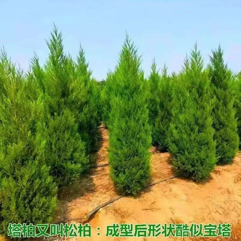一件代发柏树苗塔柏松柏侧柏树苗扁柏圆柏松树宝塔松龙柏苗柏树绿