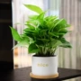 桌面植物空气办公室小盆栽