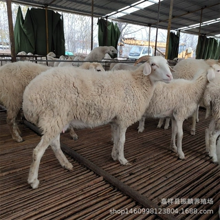 河南小尾寒羊批发代孕澳洲白绵羊母羊小羊小尾寒羊羊崽