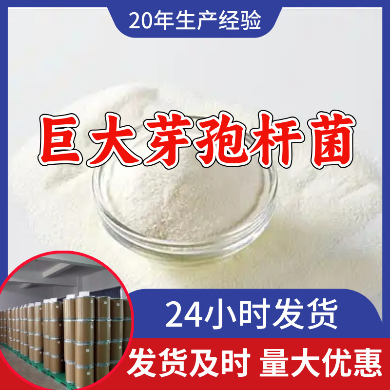 巨大芽孢杆菌 工厂直供工业级分析纯99%含量顾客是上帝上海山东