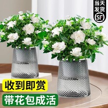 栀子花盆栽室内好养带花苞浓香花卉植物四季开花水培好养易活绿植