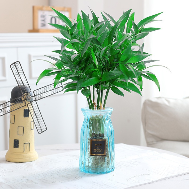 모기퇴치대나무, 편백나무 10그루(파란색 종이접기병) + 수정머드 + 영양액