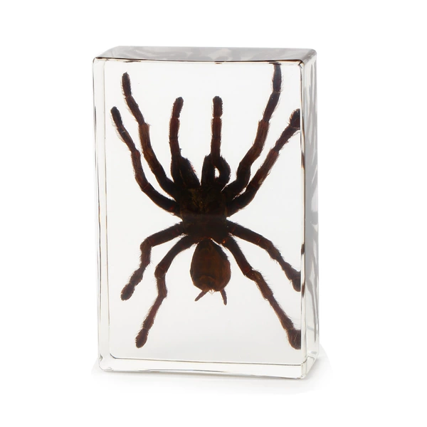 135*90*35mm big hairy spider