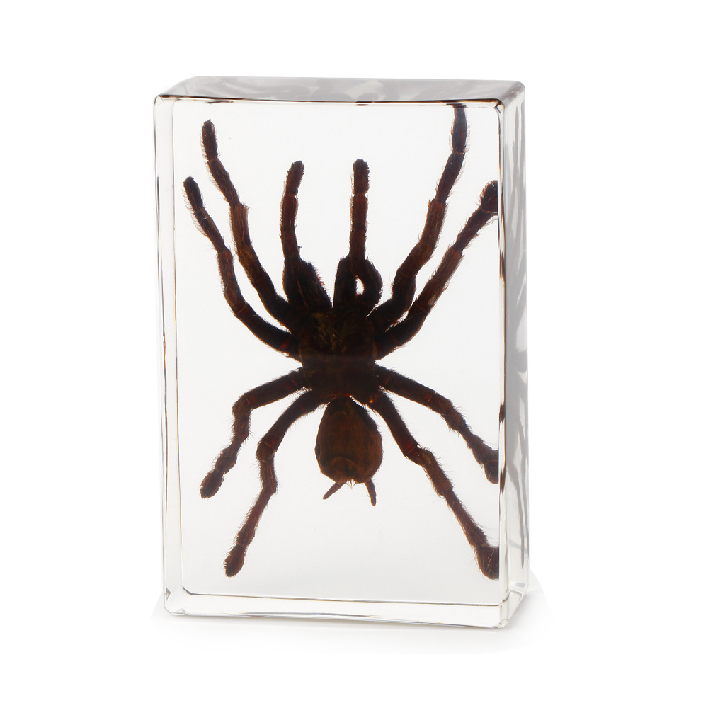 135*90mm 초대형 장식 새 잡기 거미