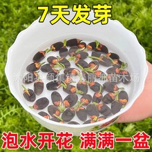 跨境批发美国东西有仓四季开花水培睡莲荷花种籽花籽莲子碗莲种子