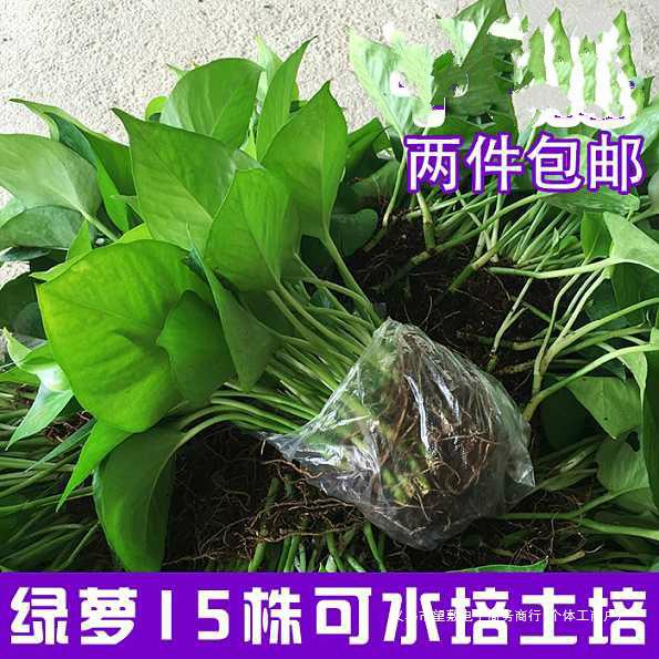 绿萝水培土培散苗办公室新房吸绿箩植物盆栽吊兰花卉批发