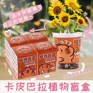 Plant Blind Box Back-To-School Gift Small Potted Plant Student DIY Planting Potted Creative Desktop Mini Green Plant Wholesale