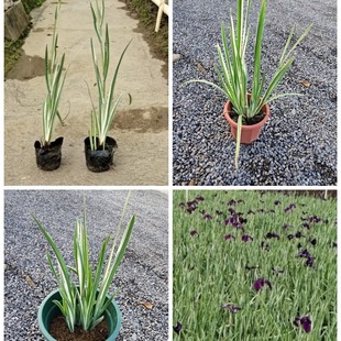 Flower and Leaf Jade Pot Seedlings, Zhongshan Aquatic Flower Border Base