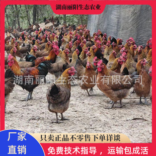 ���������l�ڬ��uĸ�����һ���g������wС��ԇ�B�r���BС�_���u