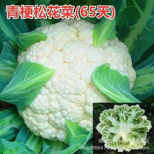 ��ѩ65�˻��N���๣�ЙC��Ҭ�˸߮a�ͺ��͝��׷N���˷N���߲˷N��