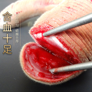Jilin plum deer antler fresh pilose antler whole pilose antler whole first stubble fresh pilose antler with blood sika deer antlers