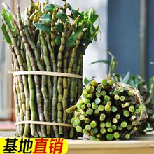 铁皮石斛鲜条五年生新鲜石斛枫斗云南紫皮石斛花干石斛包