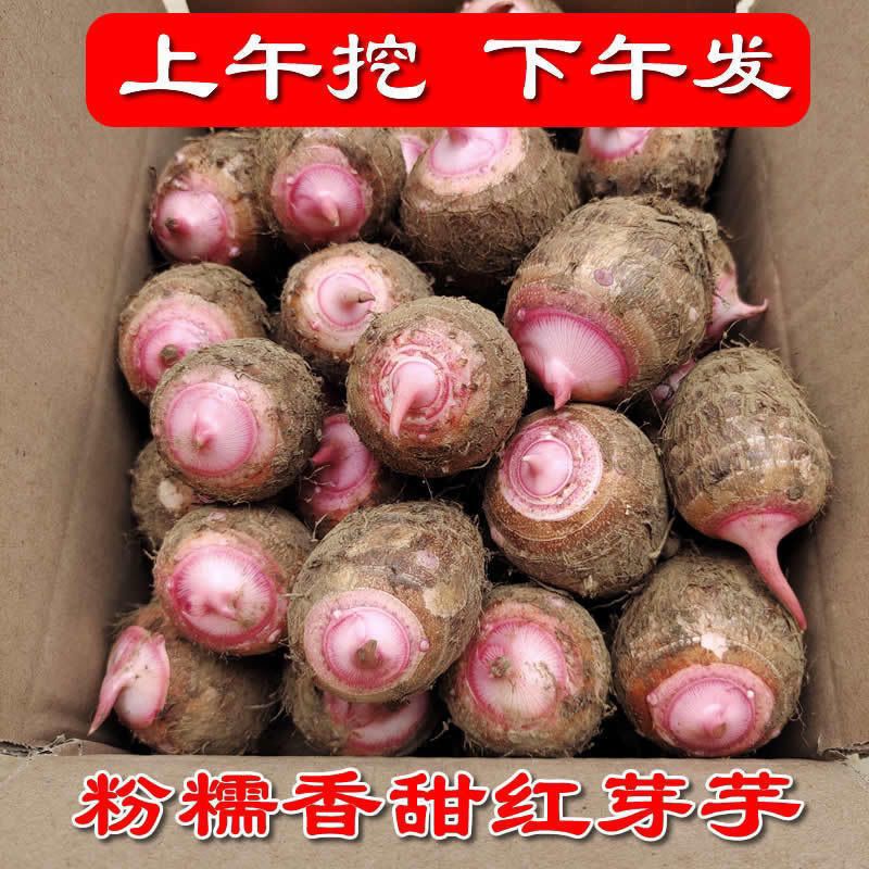 23年江西铅山新鲜现挖红芽芋头仔农家自种红嘴小毛芋香芋艿粘粉糯