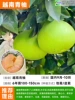 [Villa seedlings] Vietnamese green pomelo (six-year-old seedlings 120-150cm) +111cm (inclusive)-140cm (inclusive)