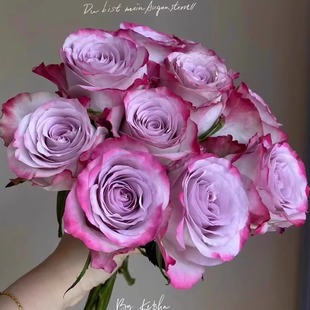 One-Piece Drop-Shipping Aura Rose Seedlings Blooming Rose Potted Flowers Climbing Plants Vines Rose Saplings Green Plants