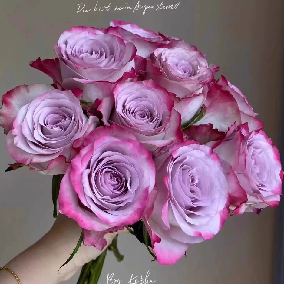 Цельный дропшиппинг, саженцы розы, цветущие розы, цветы в горшках, вьющиеся растения, лозы, саженцы роз, зеленые растения