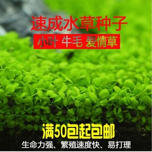 Aquatic grass seeds mini size pair leaf foreground grass large leaf pearl seeds fish tank aquarium landscaping decoration wholesale
