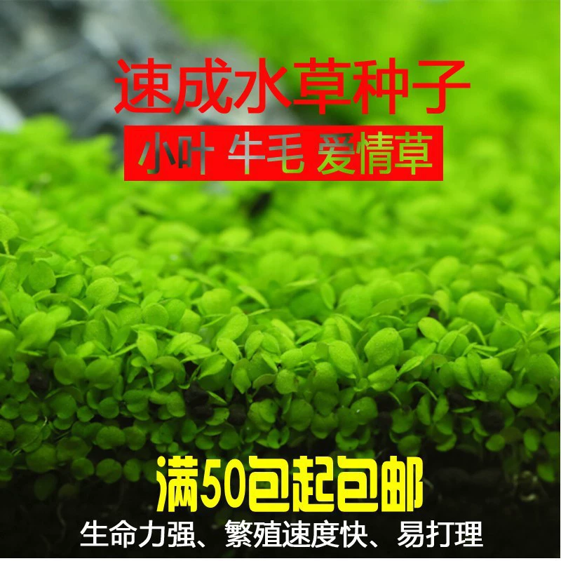 Водная трава Семена мини-размер на лист перспективы травы большой лист жемчужные семена аквариум аквариум декоративный оптом