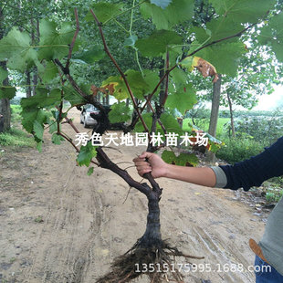 ���ј��mꖹ�õ���ϱ����Nֲ�ĺ��{��ʯ�޷�o�����������Թ�����