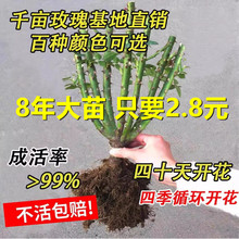 玫瑰花苗老桩特大花花卉绿植物盆栽月季蔷薇室内外阳台四季