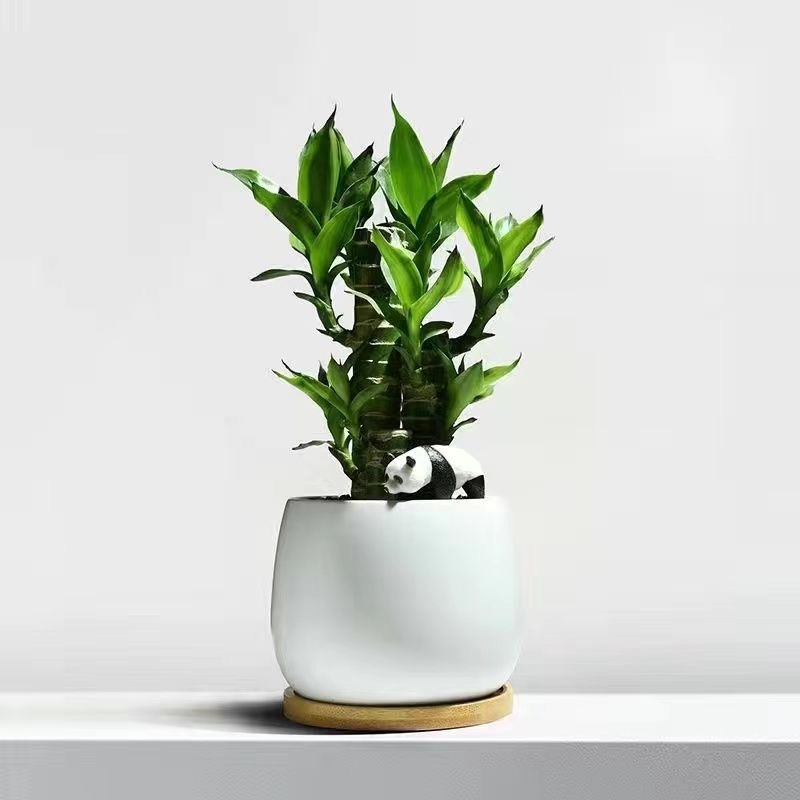 Árbol de la fortuna Planta de interior en maceta Sala de estar Planta verde resistente a la sombra Oficina Flores de escritorio Evergreen Evergreen Evergreen Evergreen Evergreen