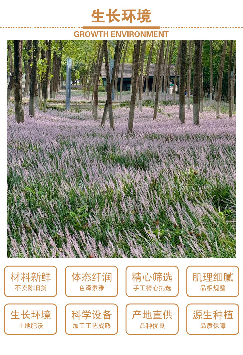 Mai Dong (Ophiopogon japonicus) — Sichuan Dried Herb, Sulfur-Free, for Tea & Soup quality and texture