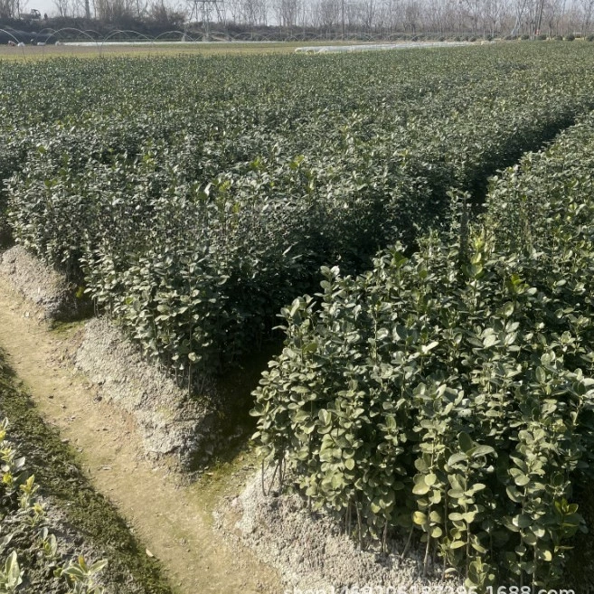 Оптовая база цветных блоков из самшита Хоккайдо: маленькие чашки, большие чашки, меховые шарики, зеленые живые изгороди, муниципальные сады.