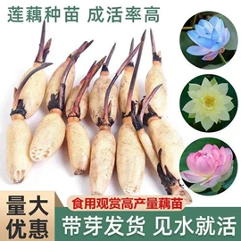 盆栽;月季蔷薇植物;乔木