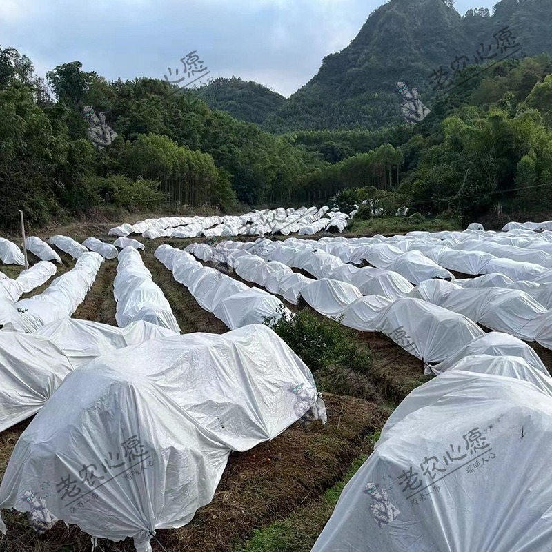 果树防寒布柑橘防冻火龙果防冻猕猴桃石榴保温防霜防护布批发