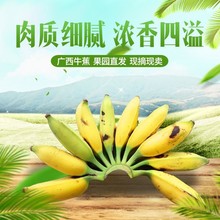 广西产地直供新鲜现摘牛蕉牛角蕉土芭蕉香蕉整串新鲜水果可代发