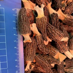 雲南の中小の頭の厚い肉の羊の腹の菌の干物の切り株の新商品