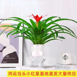 Lucky Potted Indoor Hydroponic Pineapple Flower Small Red Star Water-Raised Green Plant Is Good for All Seasons to Grow Flowers and Air
