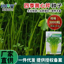 四季黄心芹种子黄心芹菜种籽小香芹黄嫩西芹青菜种子家庭菜园种子