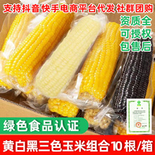 忻州糯甜玉米10根裝 真空黑玉米黃色玉米 粘玉米甜玉米批發
