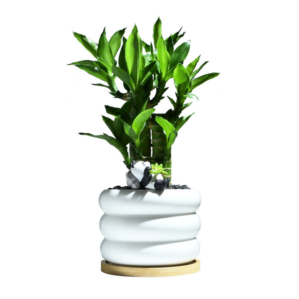 Lucky Bamboo Potted Office Flowers Desktop High Fortune Plants with…