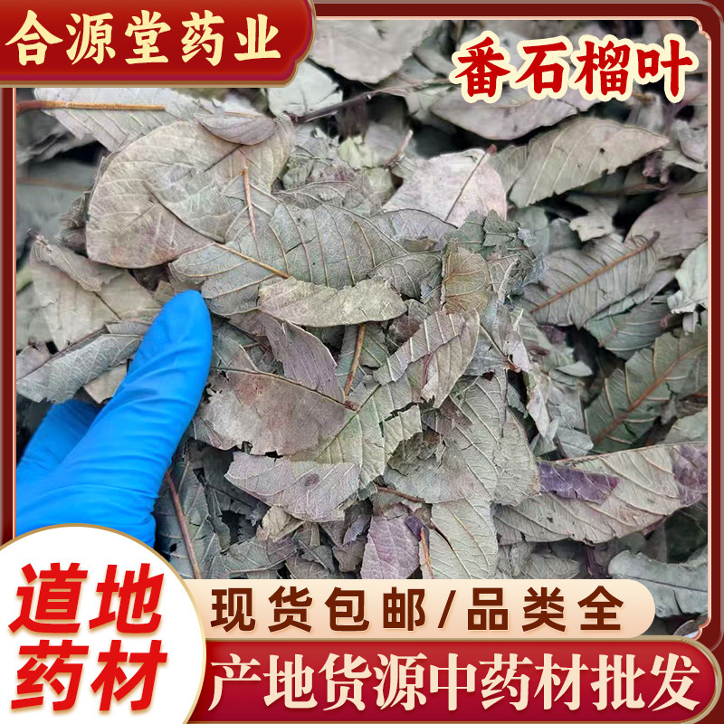 Guava Leaves Are a Traditional Chinese Medicinal Herb. Sun-Dried Guava Leaves, Guava Leaf Tea, and Loose Guava Leaves for Consumption