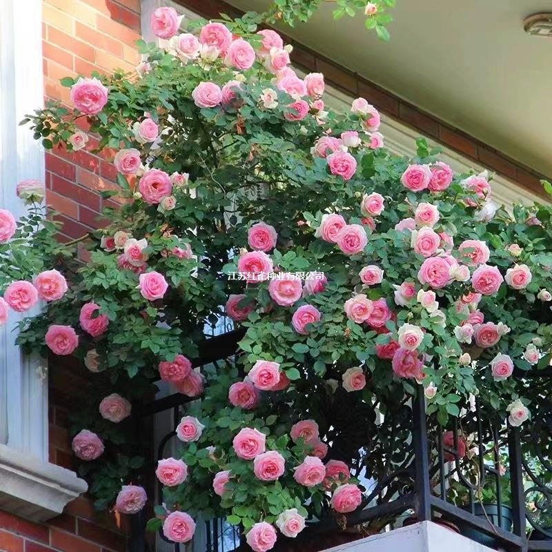 粉色龙沙宝石爬藤本月季蔷薇花苗盆栽四季浓香玫瑰花卉植物庭院开