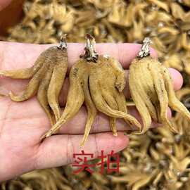 佛手参中药材 手掌参1kg 西藏特产佛手参 手掌参 手儿参