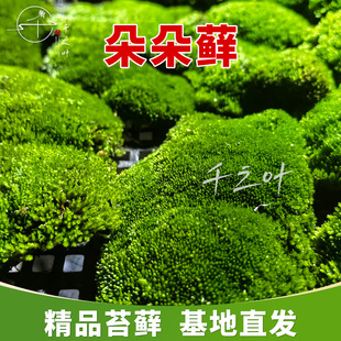 ����\��̦�\�쾰ͥԺ��ƺ���ɻ��ʸ���̦�ٴ�Gֲ����ֱ�N���l