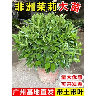 �����������Կ͏d����ֲ������՚��̨ͥԺ�͟���B�Gֲ�ļ�����