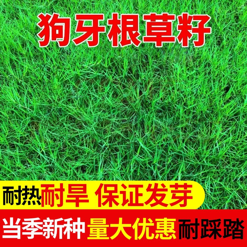 Защита Наклона Семян Газона Бермудские Травы Семян Засуха Трамплинг Толерантность Озеленение Обстреленные Бермудские Острова Семена Травы