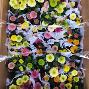 Colorful Table Tennis Chrysanthemum Potted Balcony Indoor Courtyard Four-Season Flowering Plant Table Tennis Chrysanthemum with Flowers Shipped 24 Packs