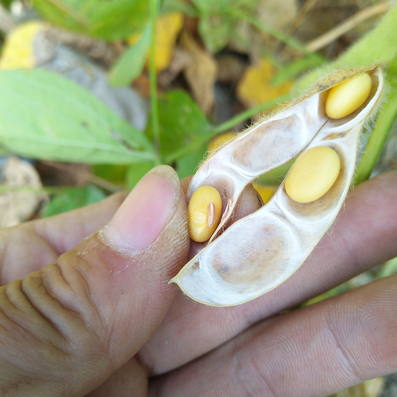 今年の新豆は、農場で栽培された非遺伝子組み換えの土豆です。豆乳を作るための楕円形の古い品種です。|undefined
