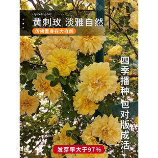 �S��õ�ѻ��N�Ӽt��õ����õ���̾����S��ݮ��Ƥ�Nޱõ�廨�N��