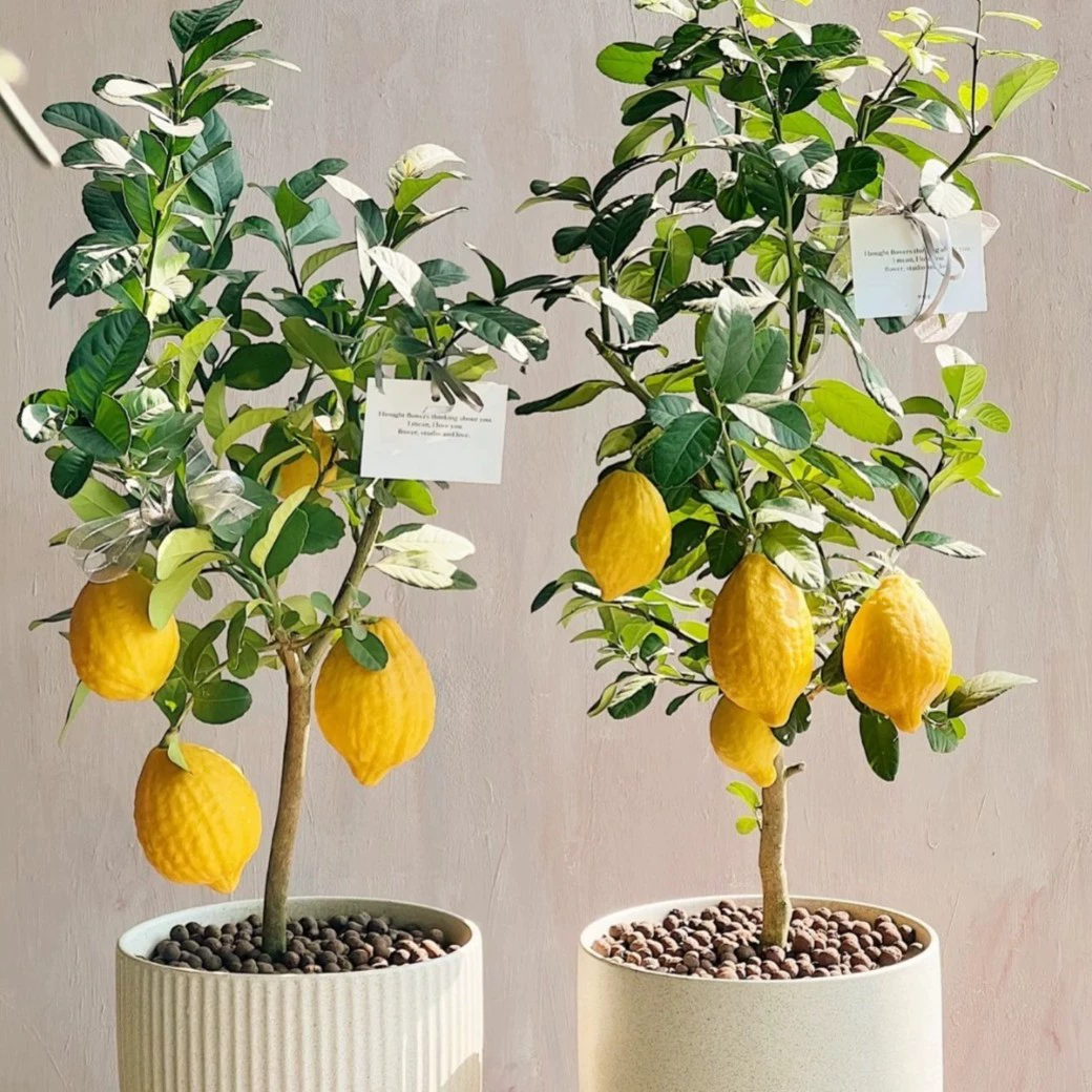 [Парфюмерные лимонные саженцы] Горшечные растения Guangdong Perfume Lemon обладают высоким урожаем и просты в уходе. Ароматные лимонные саженцы