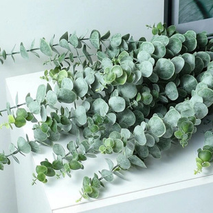 Eucalyptus Flowers Direct Delivery Leaves Yunnan Base Direct Delivery Flower Materials for Vase Arrangement Hydroponic Floral Art Accessories Grass Flowers