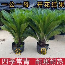 铁树盆栽绿植铁树苗耐寒耐热植物盆景苗苏铁四季常青室内外花卉
