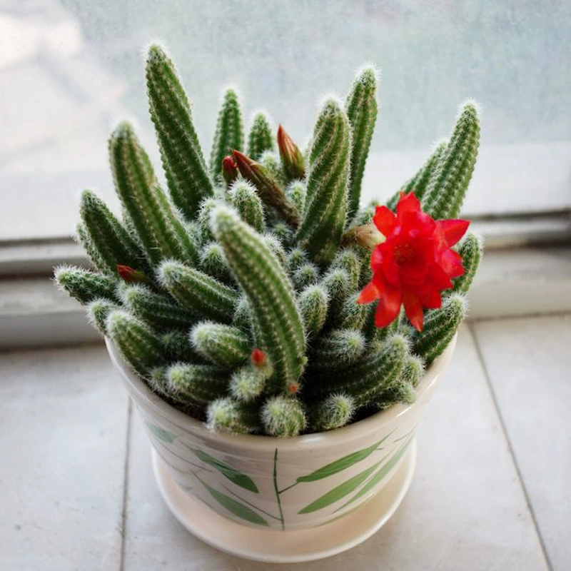 Гусеница белый сандаловое дерево кактус палец в горшке висит цветущие сочные растения цветы комнатные и наружные вечнозеленые цветы