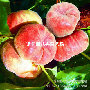 ���ϼ����Ҙ���޽��Ҙ���������Ʒ�N�ϱ����Nֲ���Եع������