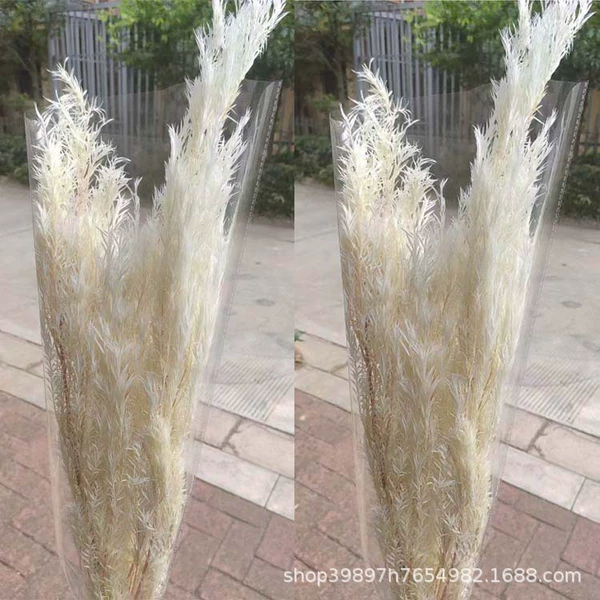 Bleachy white